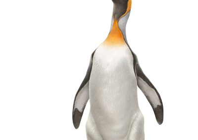 King penguin