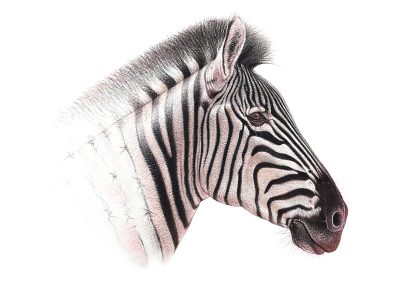 Zebra